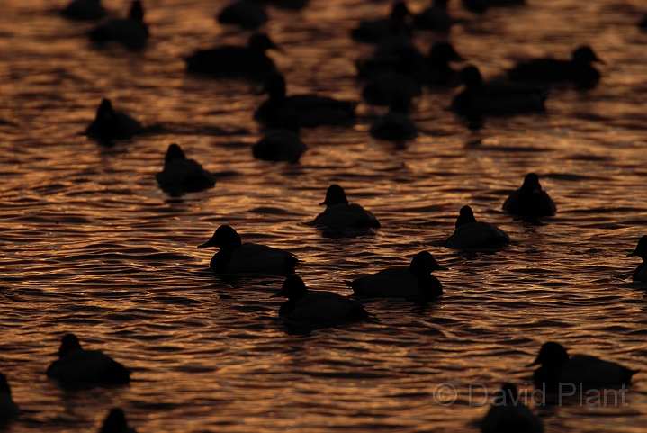Pochard flock at dusk - L.JPG - Pochard flock at sunset  - Welney